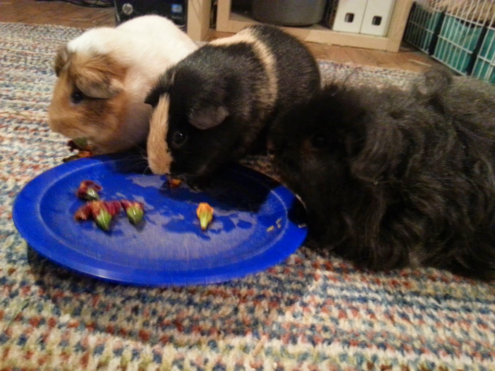 Cavy Savvy A Guinea Pig Blog Can Guinea Pigs Eat Marigolds?