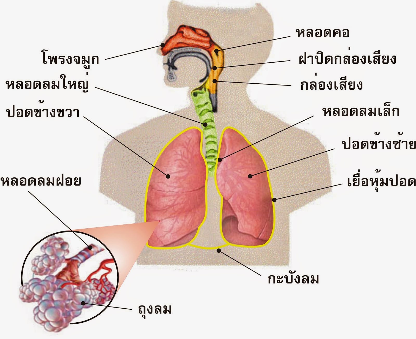 ระบบหายใจของมนุษย์