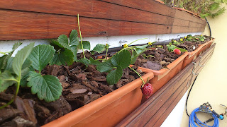 Jardineras de fresas Jardineras de fresas