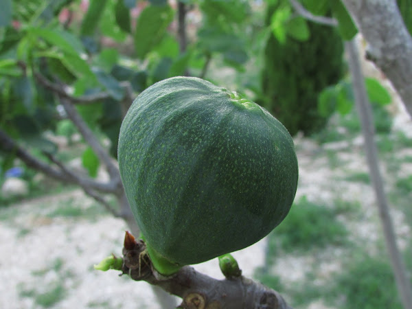 higos | Cocinar en casa es facilisimo.com