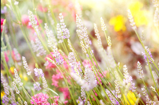 ‘ فُوتغرآف الصُوور الثَآبتةةة :$ - صفحة 8 Sunny.papico+lavender+wild+flowers