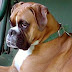 Life Expectancy in Boxer Dogs