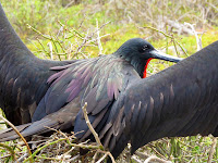 Magnificant Frigatebird Galapagos North Seymour