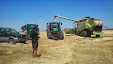 Harvesting barley 2013 with Claas Lexion