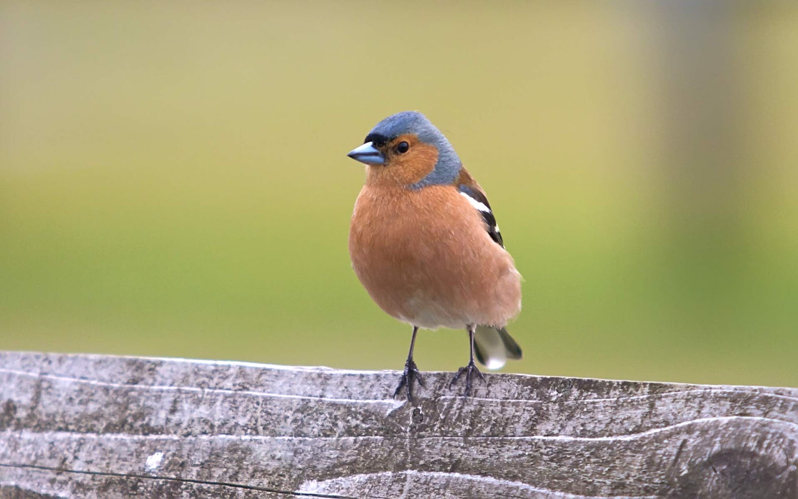 Red Birds Wallpapers Entertainment Only