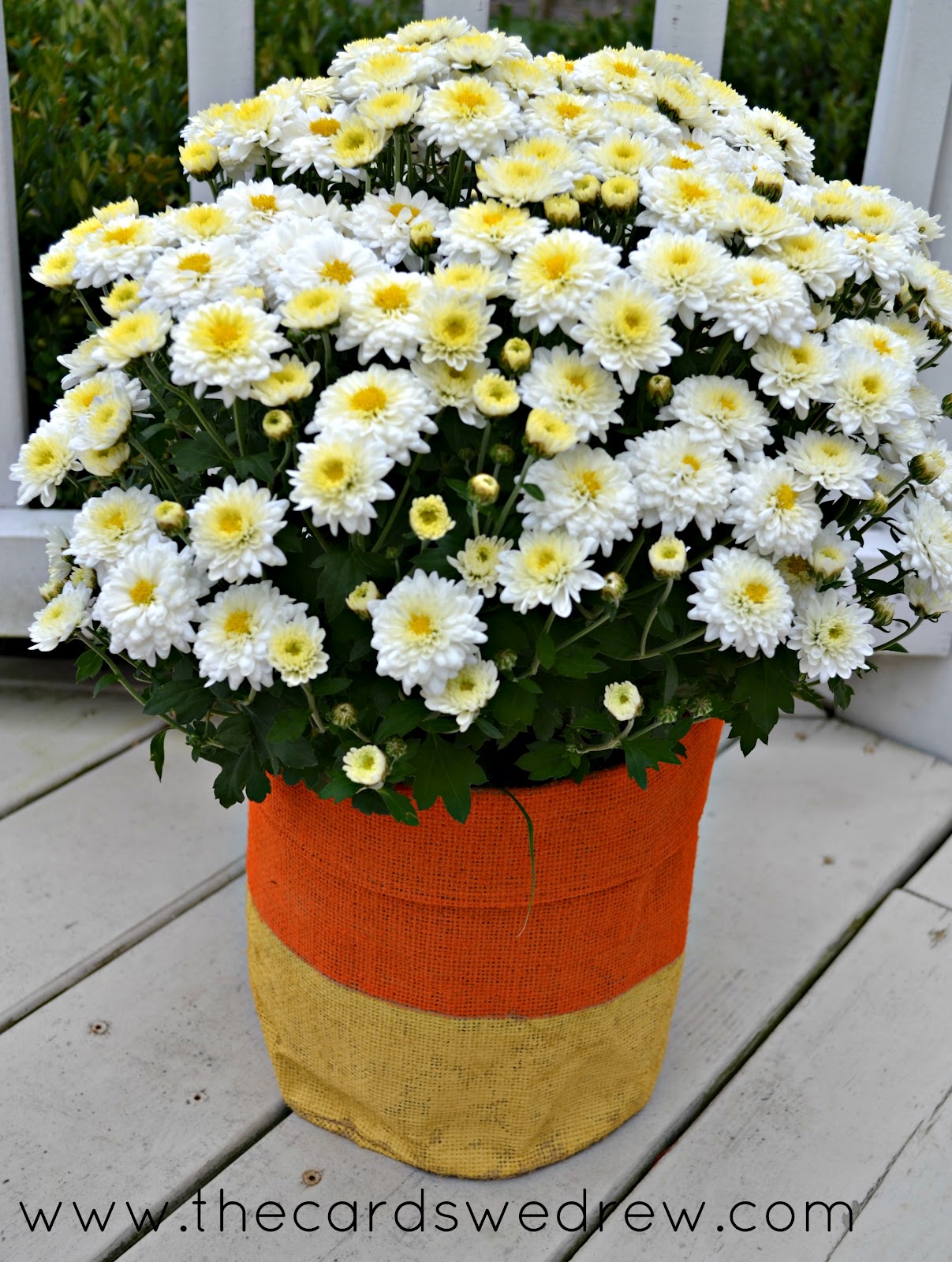 candy corn mum planter