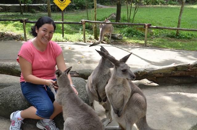 Feeding kangaroos at the zoo