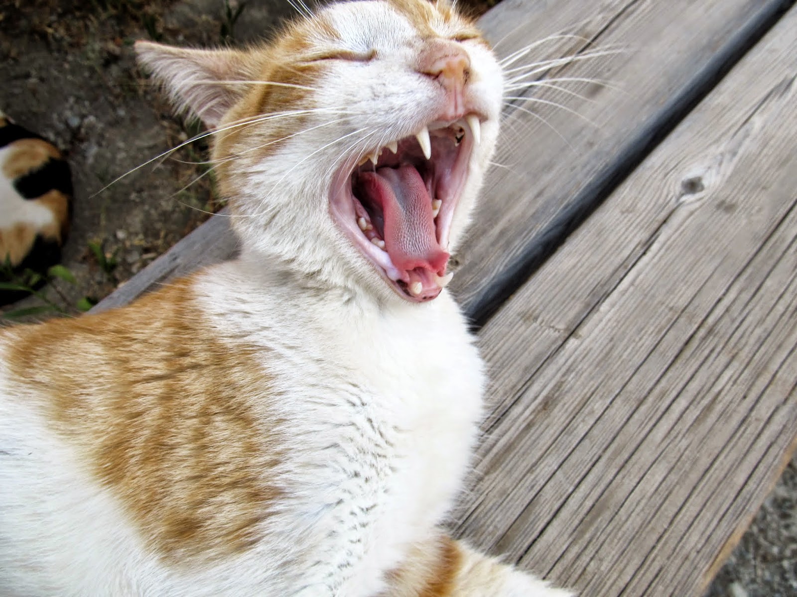 Cittaslow Botanik Park Kasım 2010