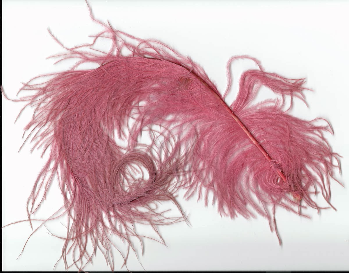 In Fine Feather Moving with Mitchell