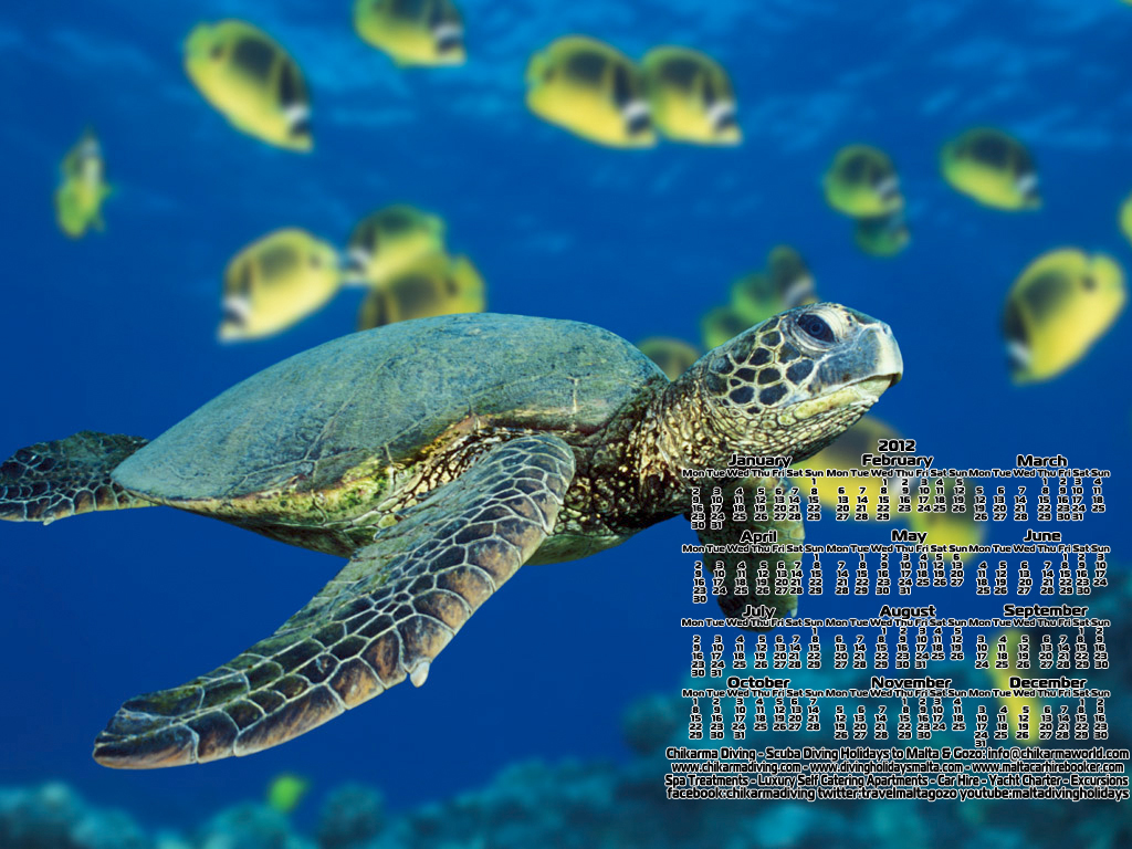 http://1.bp.blogspot.com/-koEhGmrgm-0/T0loXGG6NrI/AAAAAAAAAHk/IhTRTQWBHAU/s1600/divingholidaysmaltadesktopwallpaper1.jpg