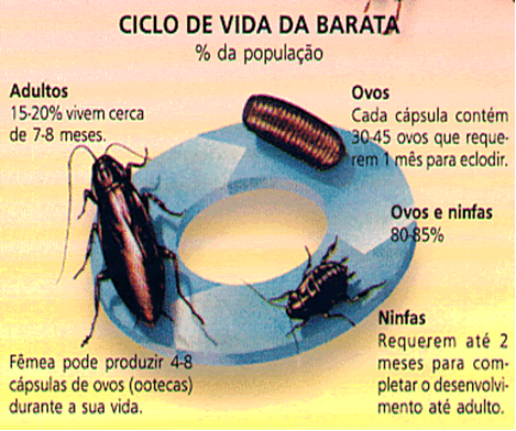 O creatine influi em uma potência