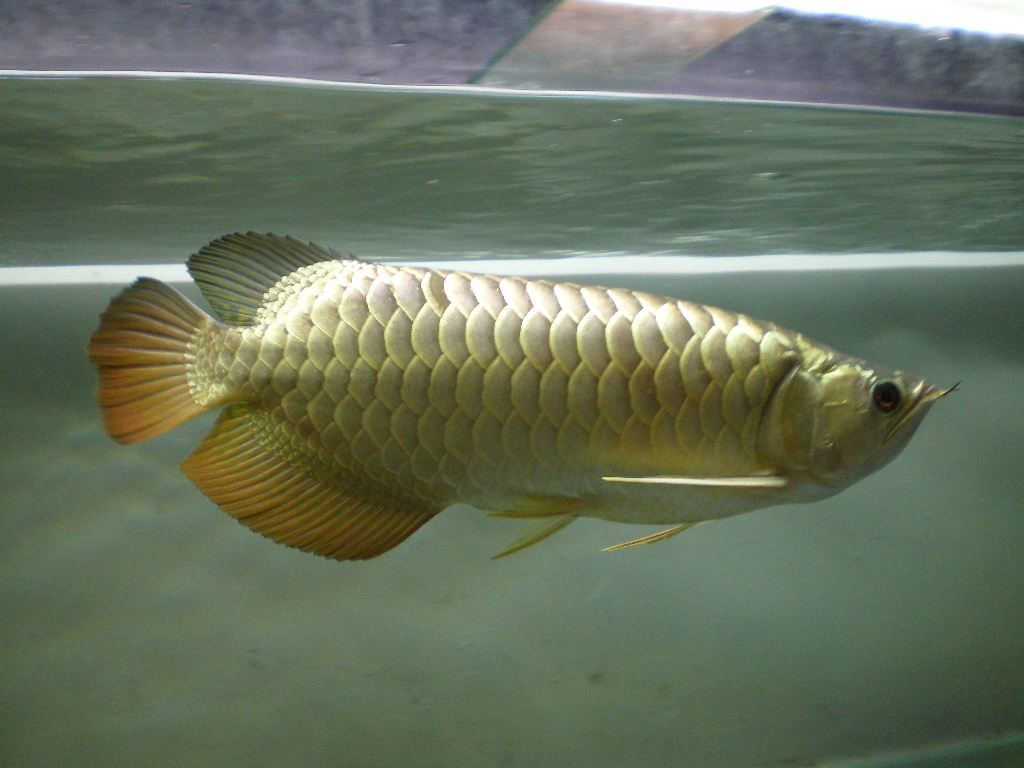 Ikan kelisa emas