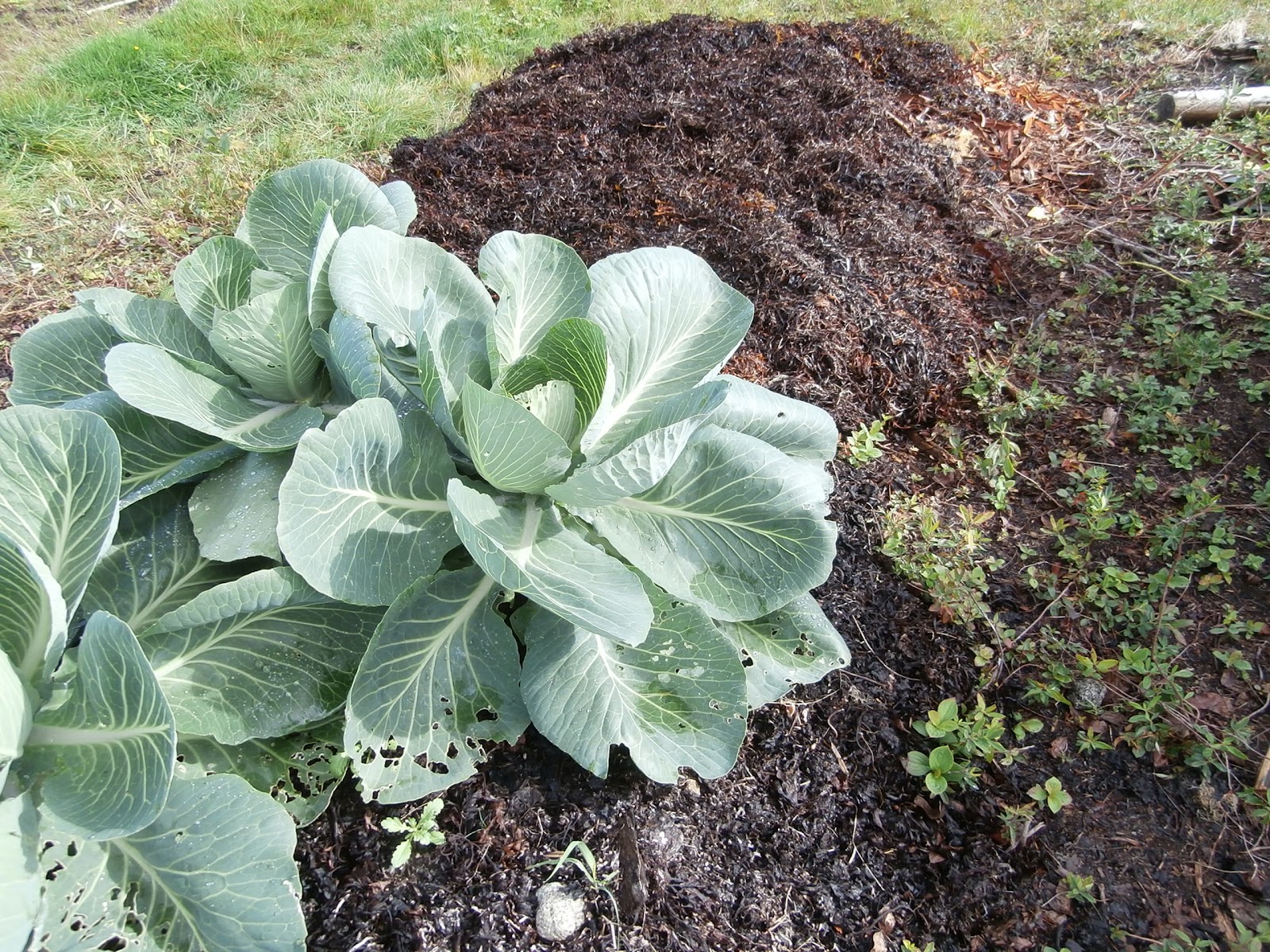 Bills Garden Tips Growing Veggies in Kelp