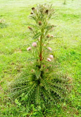 Thistles and tall nettles essay image