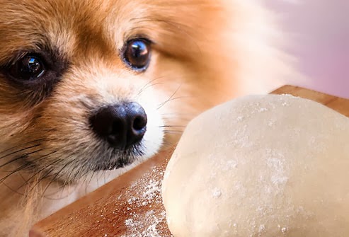 Foods That Can Cause Seizures In Dogs Foods That Can Cause Seizures In Dogs