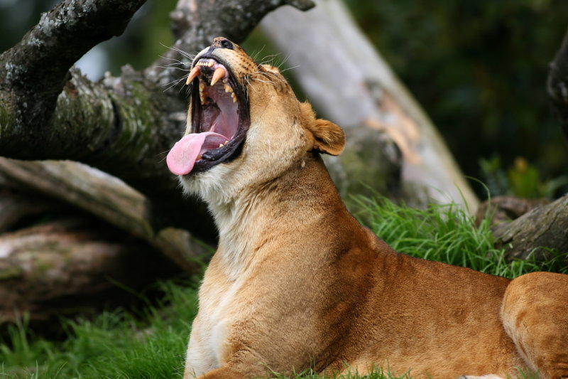 lions and lionesses. lions and lionesses.