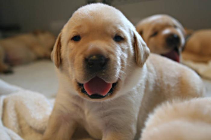 labrador or golden retriever best family dogs black lab border collie mix puppies 2017 2018 best cars reviews labrador or golden retriever best family dogs black lab border collie mix puppies 2017 2018 best cars reviews