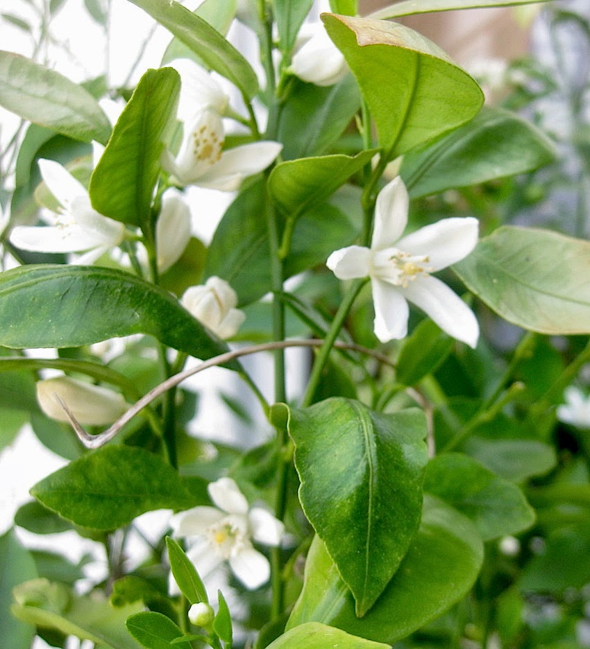 Future Plants By Randy Stewart Cuphea