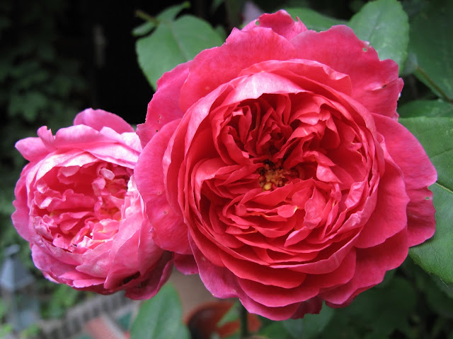 Rose%2BBenjamin%2BBritten.jpg Rose%2BBenjamin%2BBritten.jpg