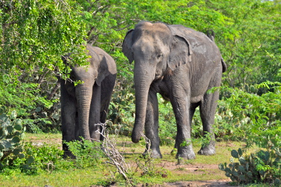 Yala nationalpark på Sri Lanka