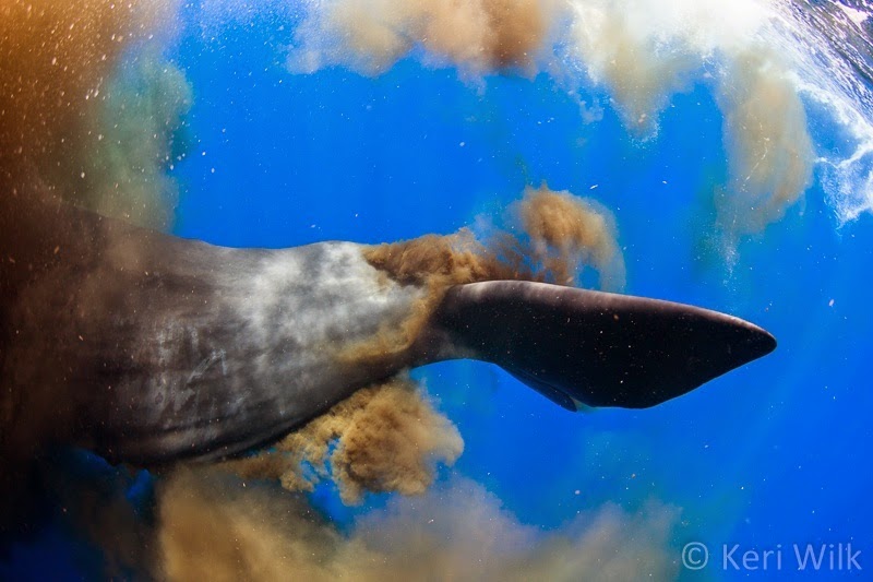 Underwater Photographer Gets Caught in a Sperm Whale 'Poopnado,' Brings Back Photos