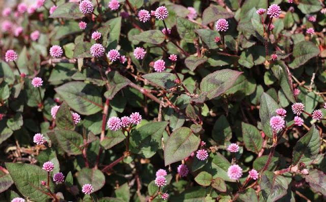 Persicaria Capitata Flowers Pictures