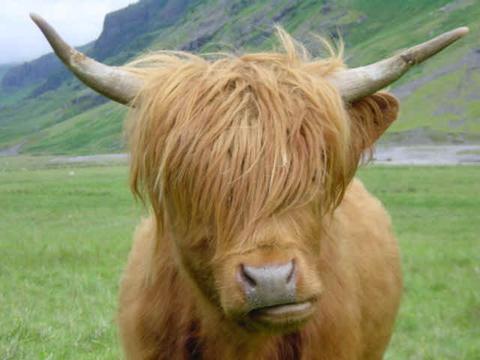 Yak Funny