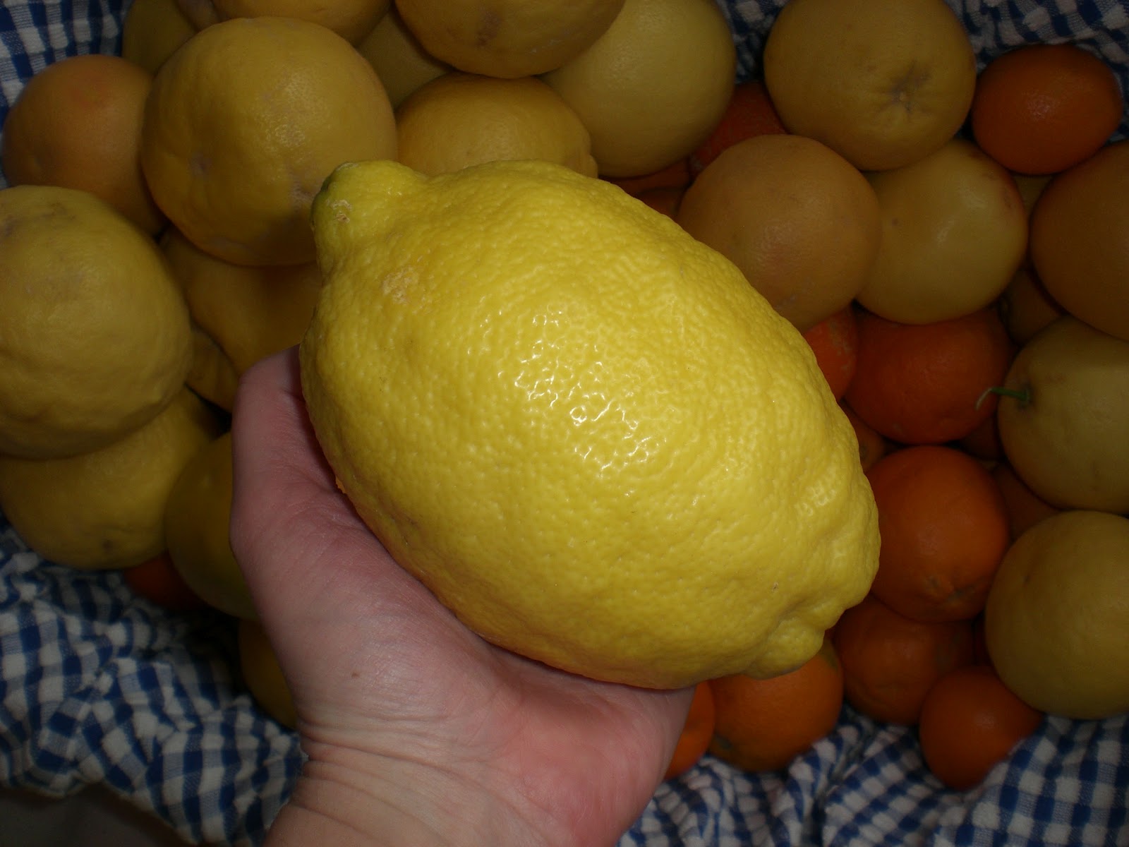 Hand Holding Lemon