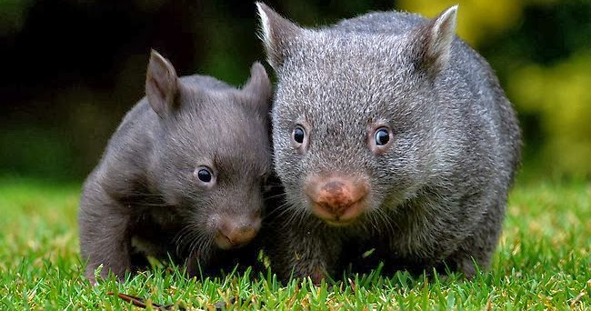 Marmot animal information