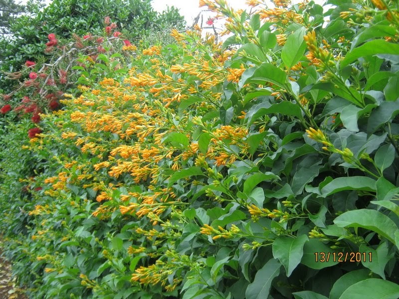 my walk with food and beautiful plants and flowers Yellow flower hedge