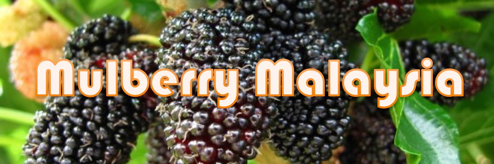 Klik image header di bawah ini untuk ke grup FB Pokok Mulberry