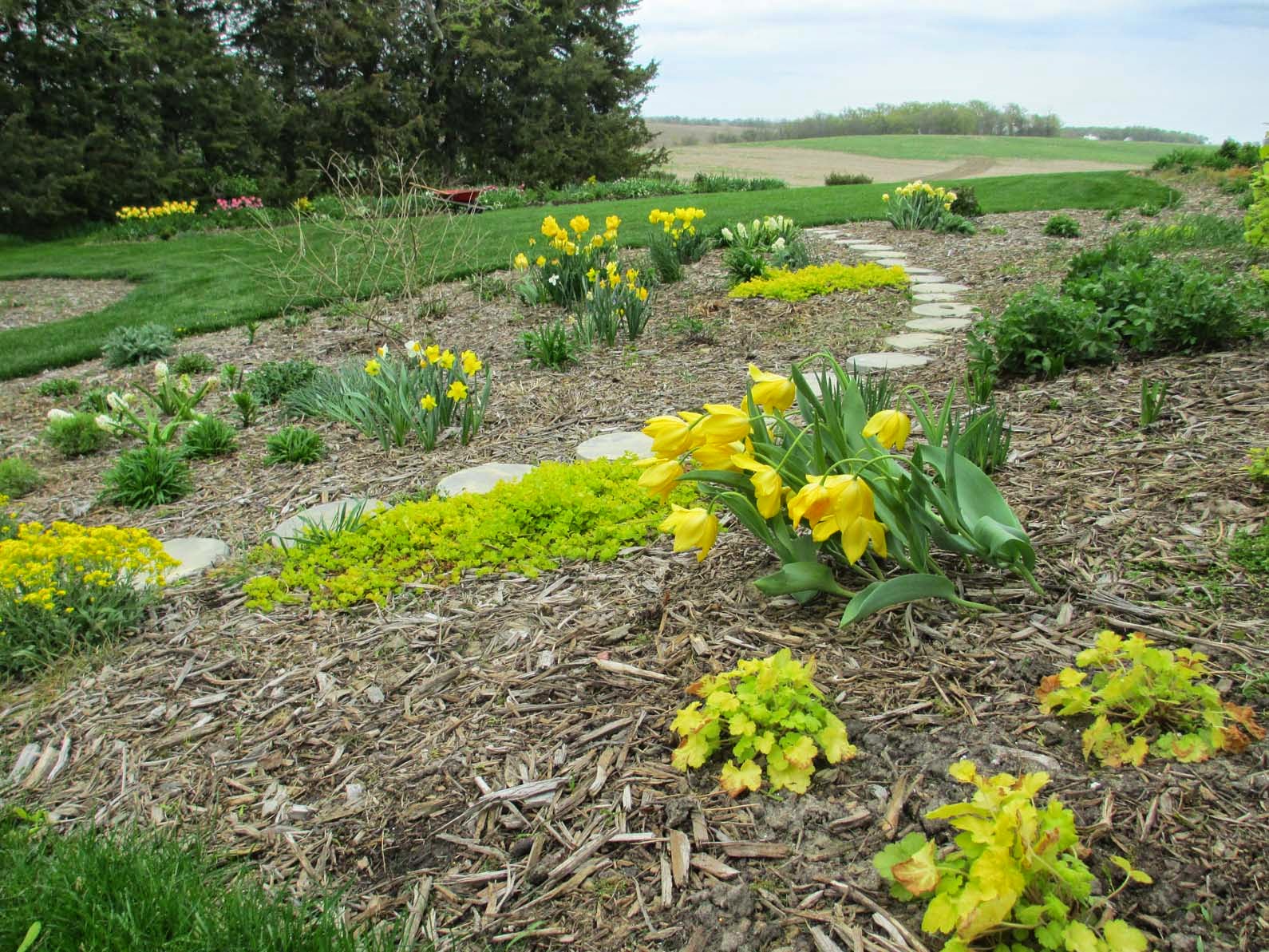 Garden Fancy The Mystery of the DroopyHeaded Tulips