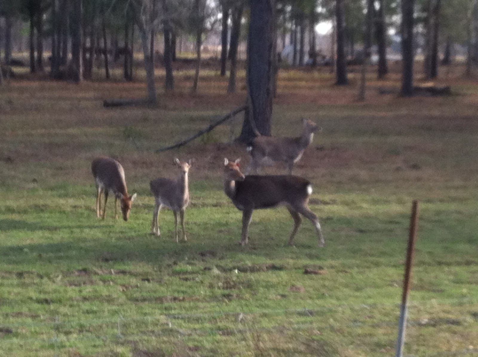 Windsong Hollow Ranch Enjoy Watching Deer at the Ranch