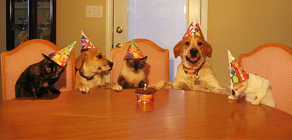 cat-dog-party.jpeg