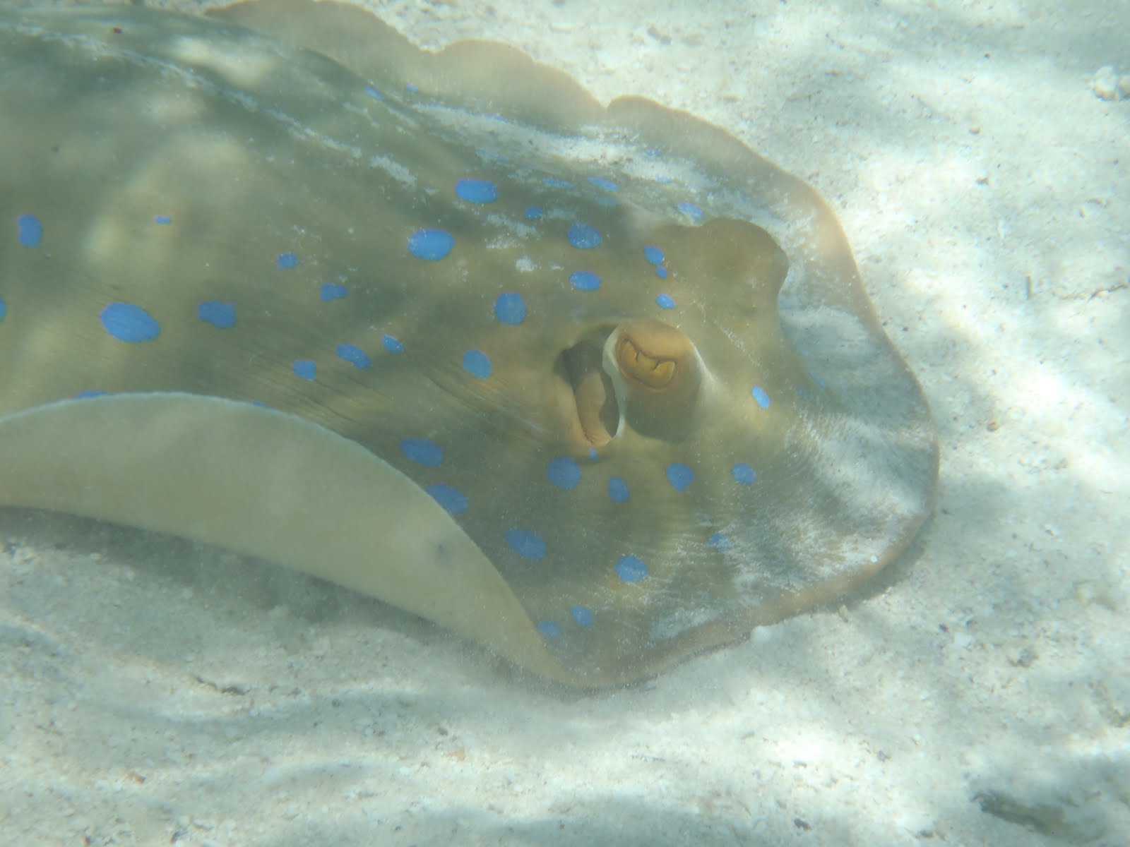 Diving with Lagoon Rays in Egypt