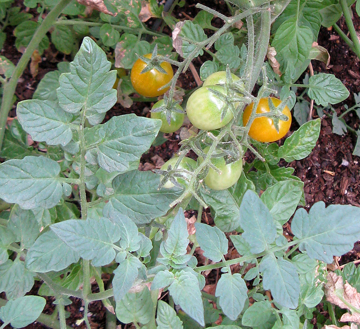 Yellow Pear Tomatoes