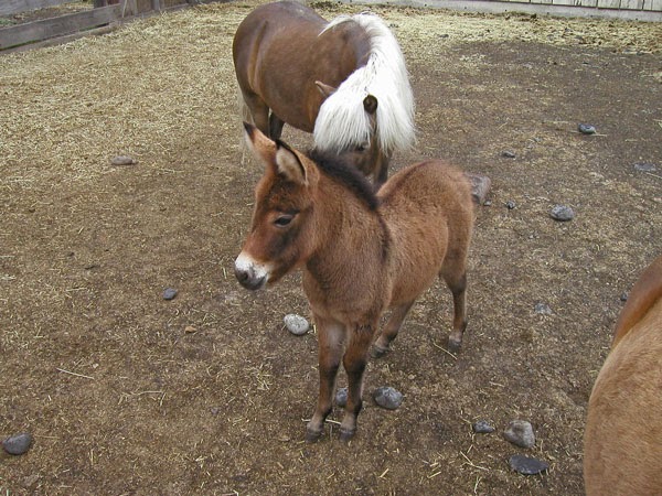 Mule | The Life of Animals