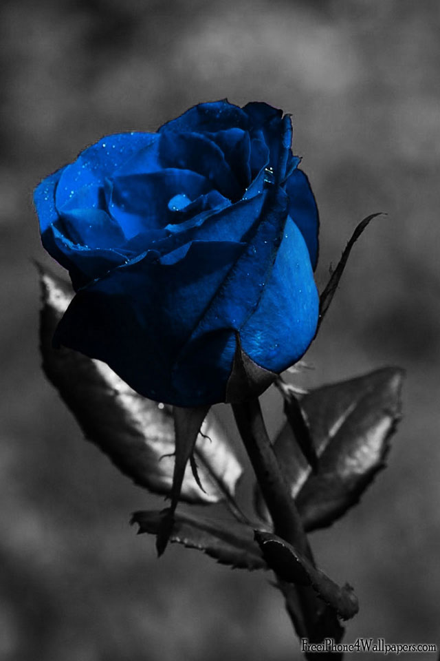 Blue-Rose-picture.jpg