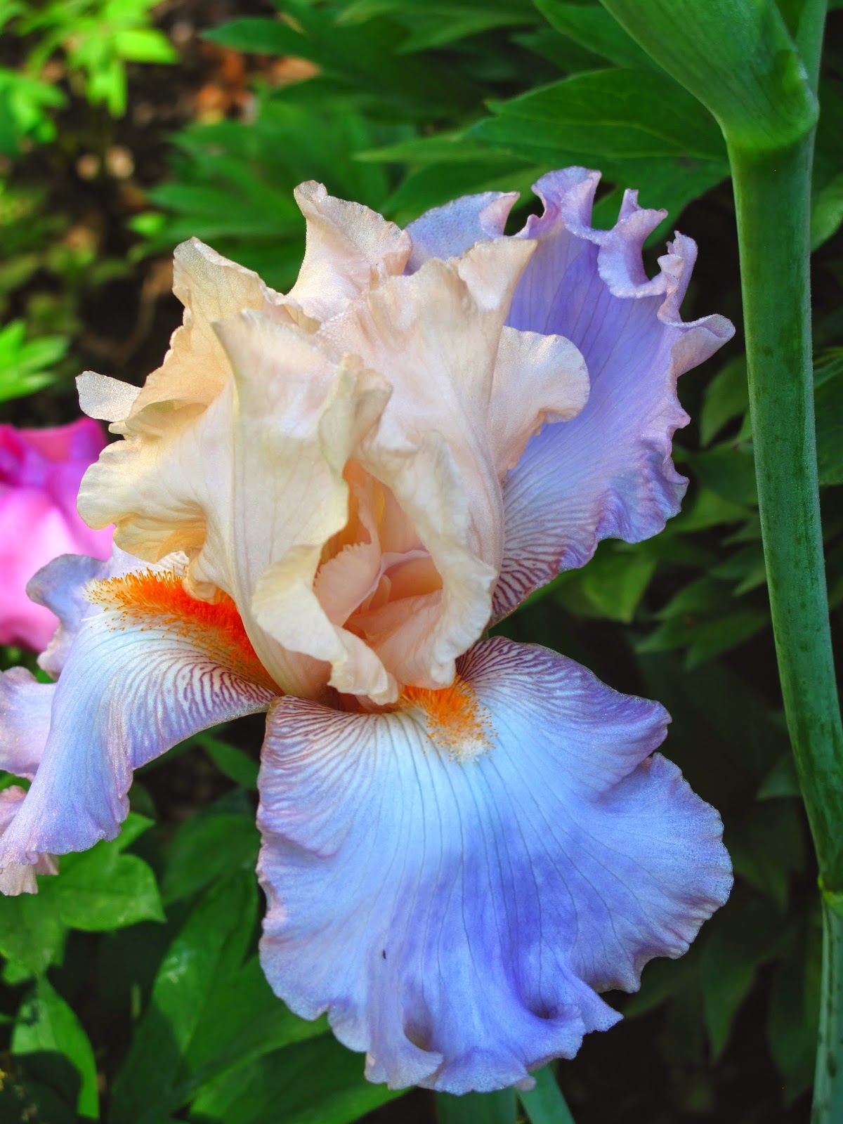 mizblueprint: Spring Garden - part 1