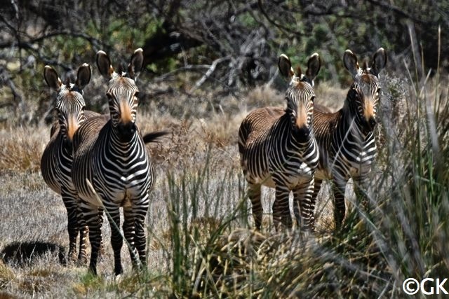 Kap-Bergzebras (Equus zebra zebra)