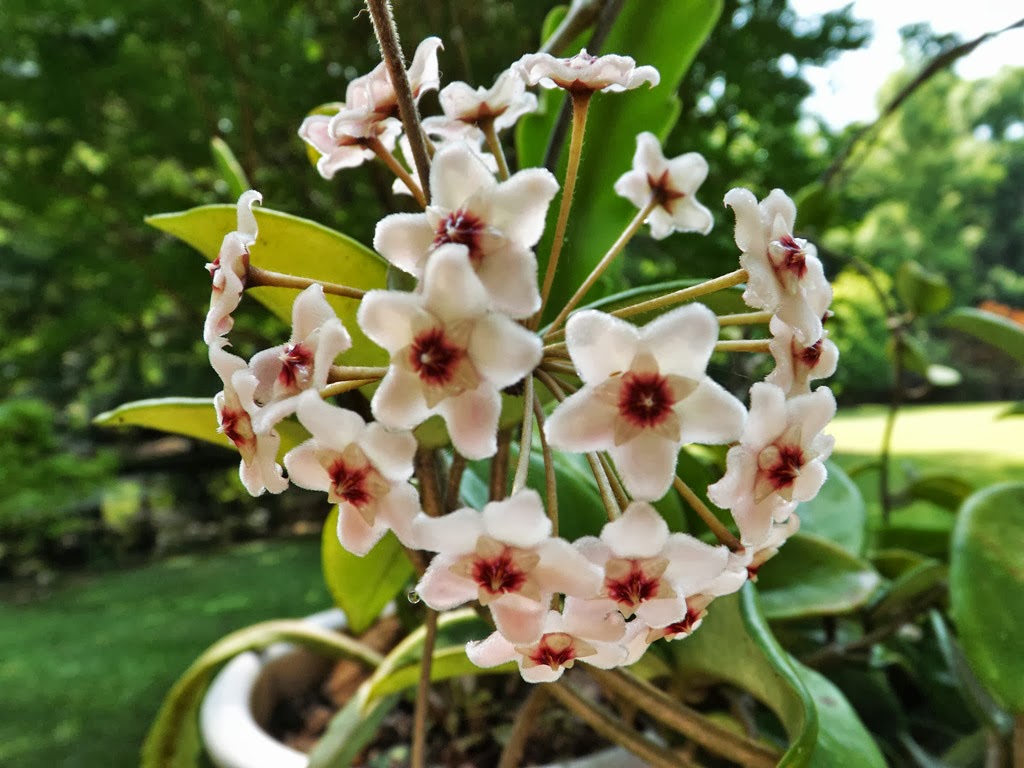 MARIETTE�S BACK TO BASICS {Our Fragrant Hoya Carnosa