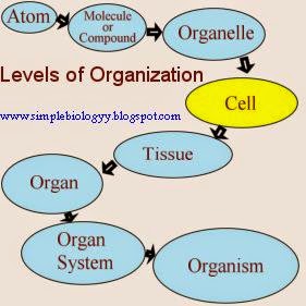 organization levels biological level order different organisation chart atoms living things atomic subatomic