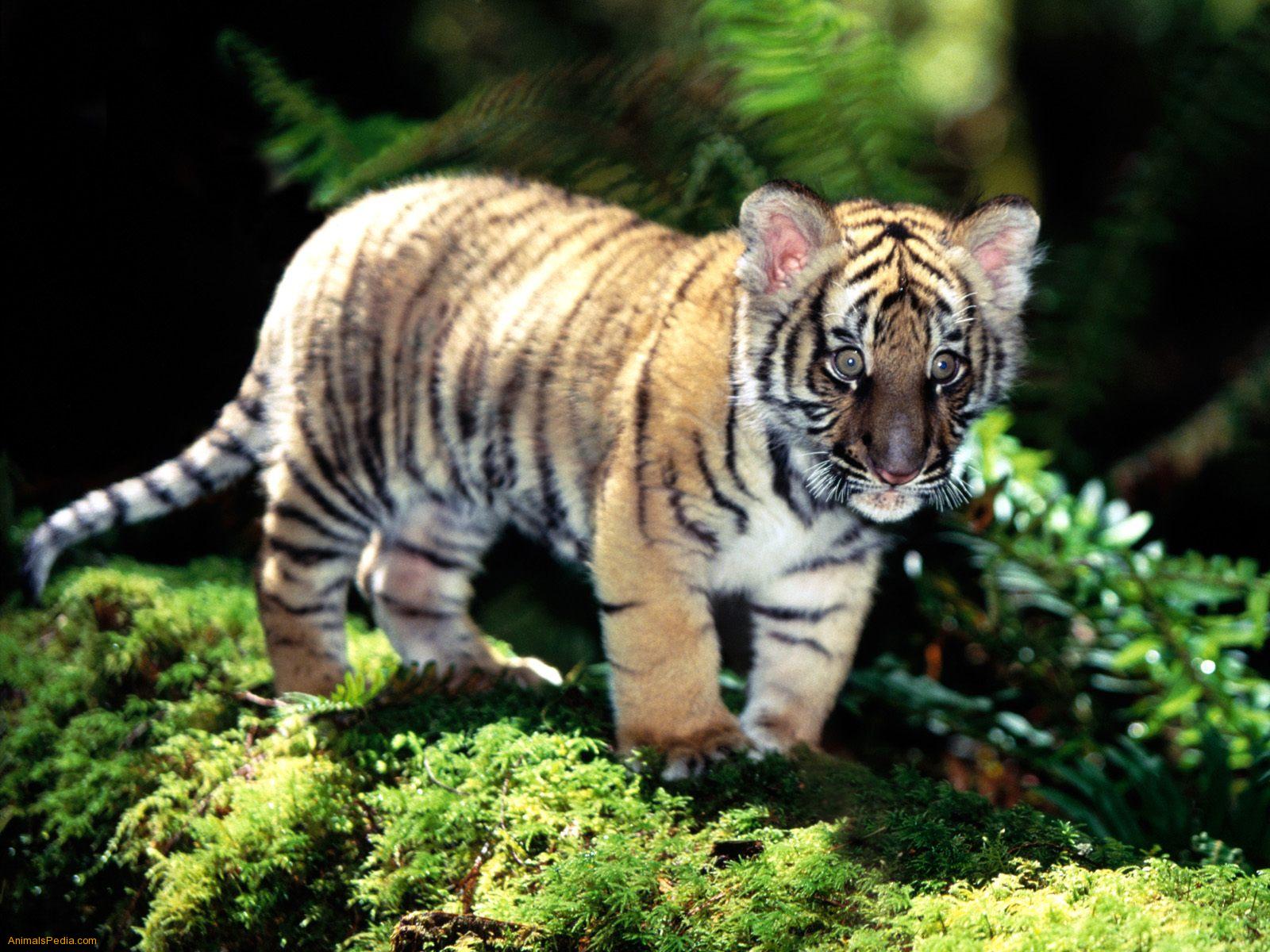 Tiger The Animal