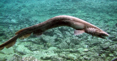 Tiburón anguila (Chlamydoselachus anguineus)