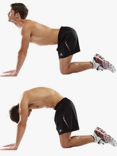 Động tác con chó và con mèo