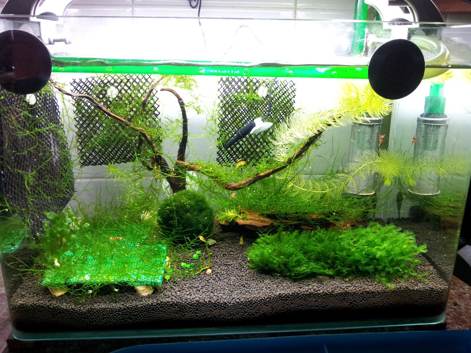 Crusty Red Shrimps Java Trimming time!