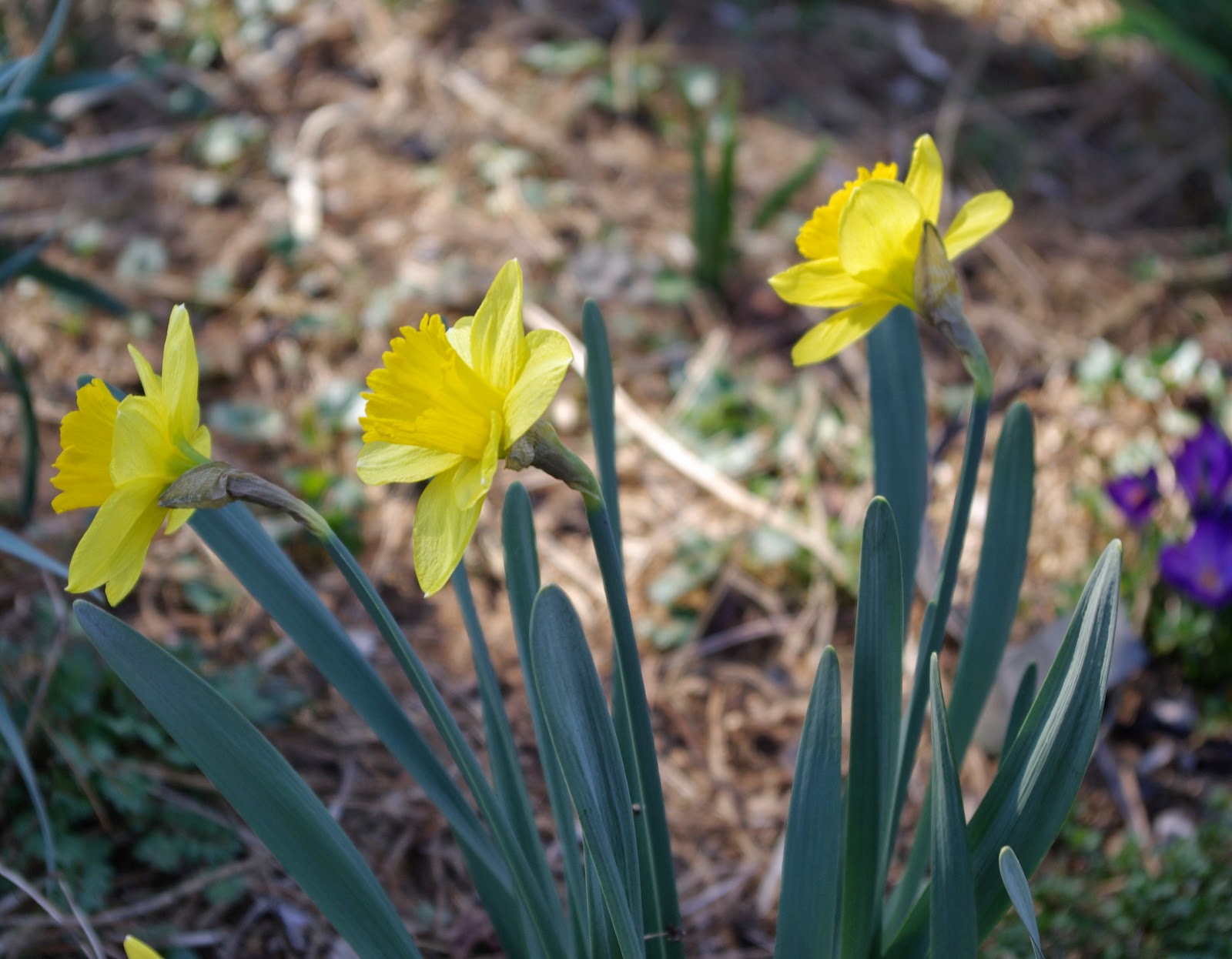 sweetbay Early spring flowers