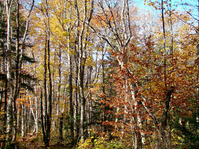 Fundy National Park - A Pinay's Diary