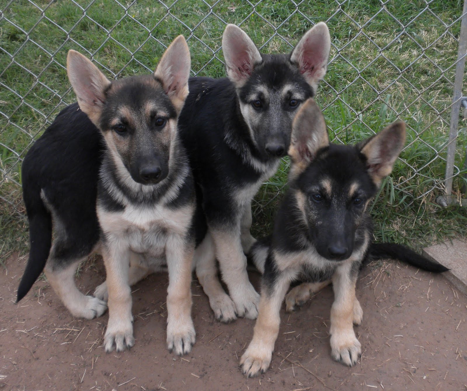 German Shepherds at SDI Kennels: March 2011