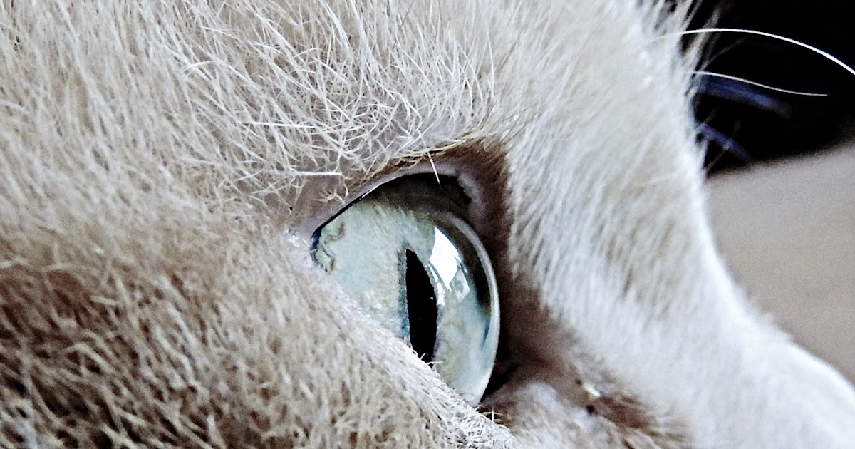 Let Your Light Shine Through A Cat's Eye
